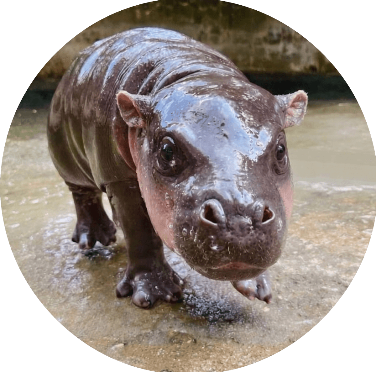 Moo Nam Tok, baby pygmy hippo from Khon Kaen Zoo